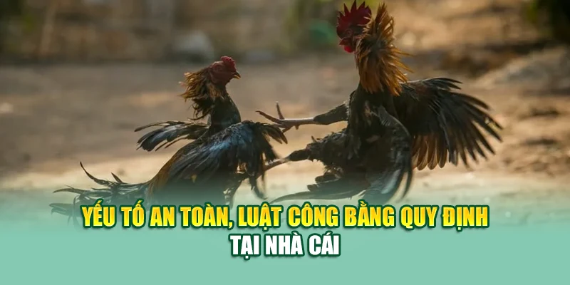 Đá Gà Thomo – Sới Đấu Biên Giới Cuốn Hút Nhất Tại 79King 2 Yếu tố an toàn, luật công bằng quy định tại nhà cái